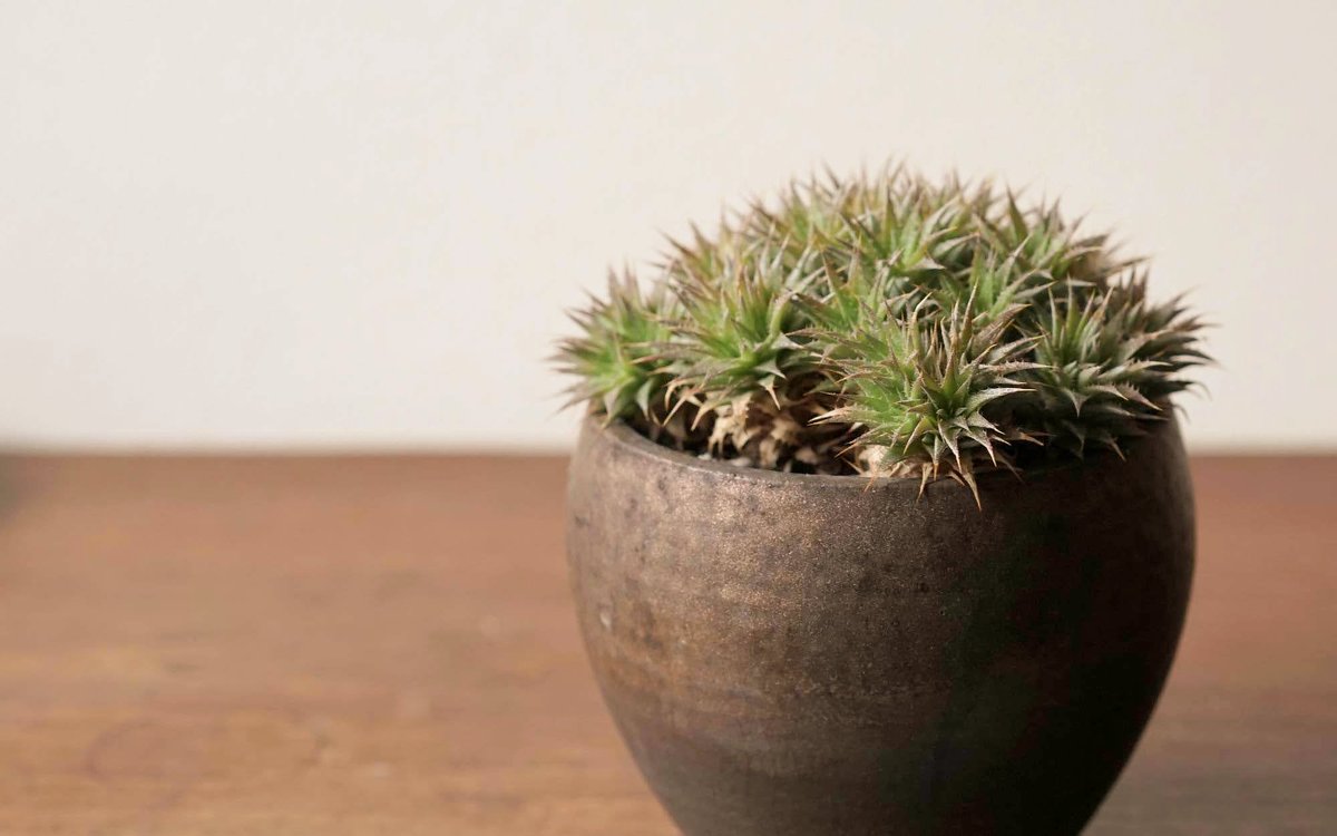 Avainsana Deuterocohnia Twitterissa