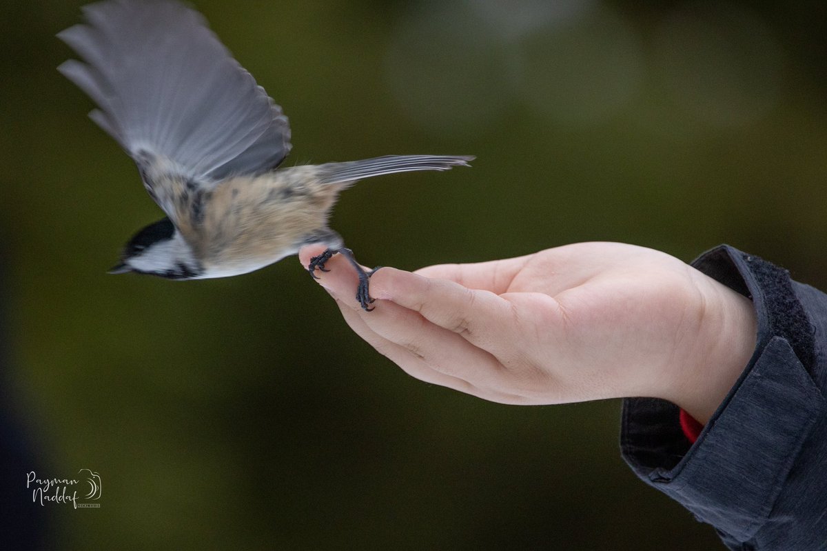 pnaddaf's tweet photo. Little stroll today
#nuts_about_birds #shareyourweather #bird_extreme #bird_perfection #birdsofinstagram #stayinandexplore #birdlovers #canoncanada #birdstagram #birdwatching #your_bird_capture #justgoshoot #birds_captures #birds_adored #raw_birds #birds_perfection https://t.co/NXFL89ggyt