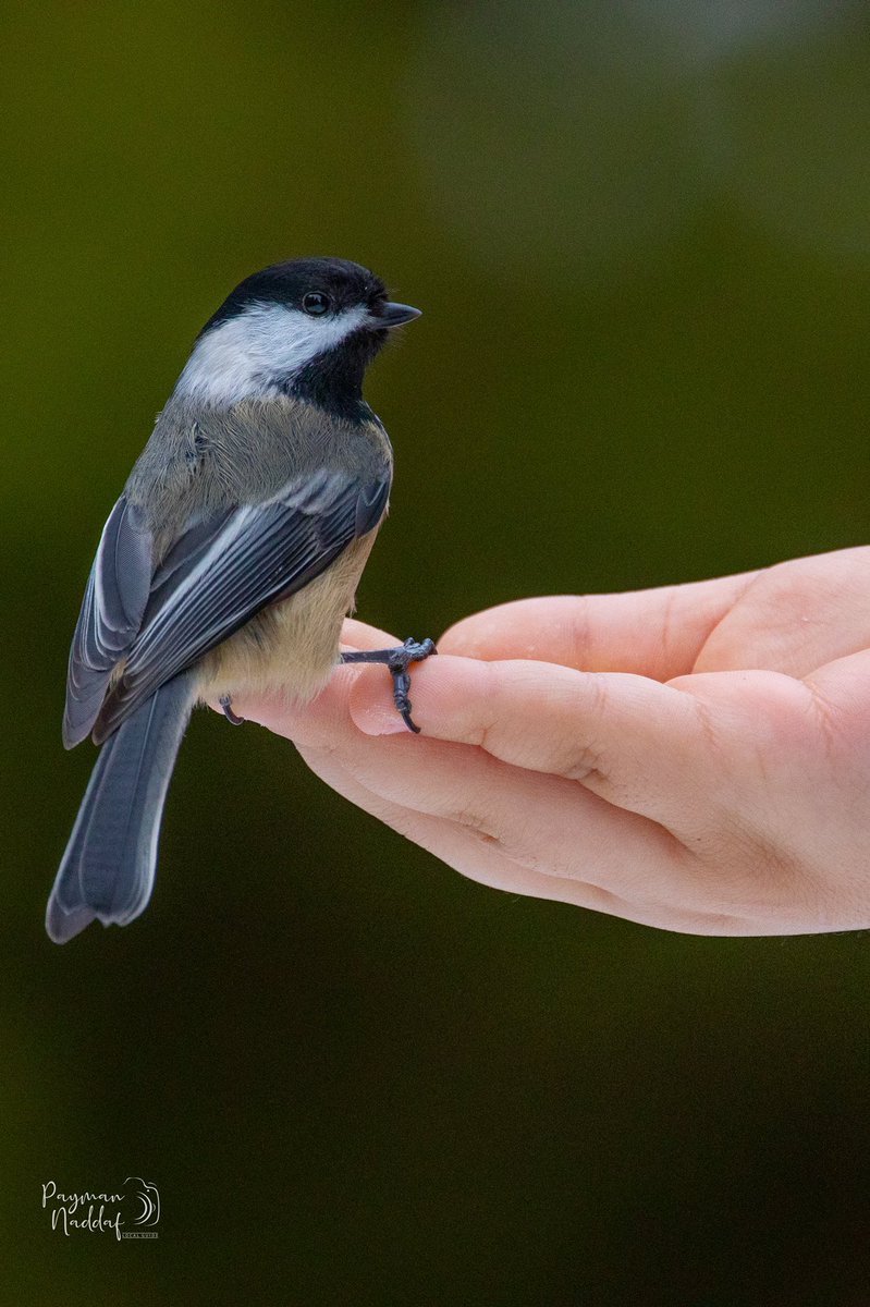 pnaddaf's tweet photo. Little stroll today
#nuts_about_birds #shareyourweather #bird_extreme #bird_perfection #birdsofinstagram #stayinandexplore #birdlovers #canoncanada #birdstagram #birdwatching #your_bird_capture #justgoshoot #birds_captures #birds_adored #raw_birds #birds_perfection https://t.co/NXFL89ggyt