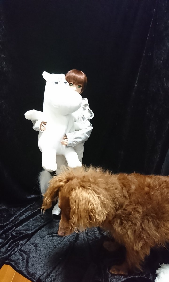 やっちさん そして撮影に乱入する犬です W ｕ 部屋片付かないので100均のパーテーションと背景布ほんと大好き W ｕ