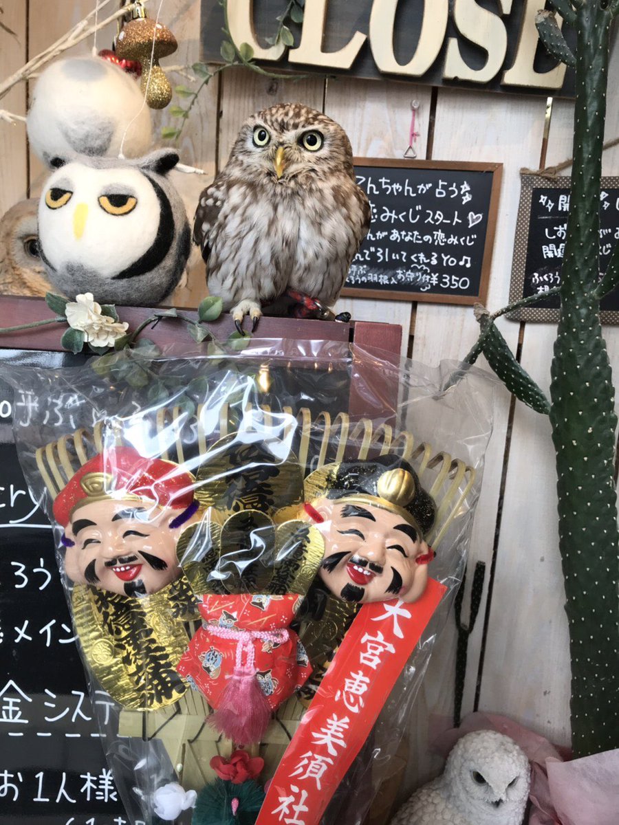 Country ｏwl Owl Countryowl Twitter