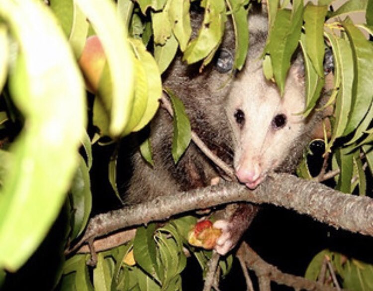 dailyopossum's tweet photo. Fruit snatcher
#opossum #dailyopossum https://t.co/EnYpiWGYfN