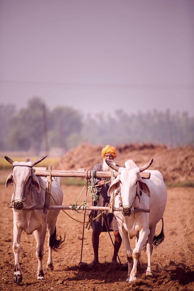 BullsWind's tweet photo. #ਜਾਂ_ਮਰਾਂਗੇ_ਜਾਂ_ਜਿੱਤਾਂਗੇ https://t.co/kMrj5sDyJQ