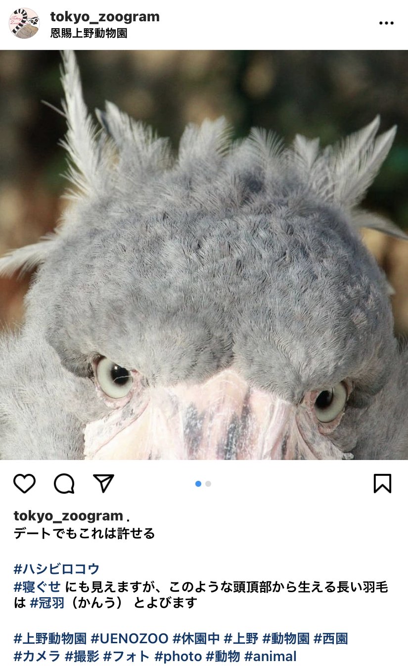 Twitter 上的 上野動物園 公式 デートでもこれは許せる 上野動物園はじめ 多摩動物公園 葛西臨海水族園 井の頭自然文化園の情報を Instagramでも配信中 Twitterとはひと味ちがった投稿を各園からお届けしています こちらも是非フォローをお願いします