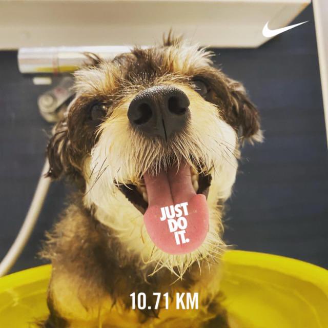 お風呂犬 Twitter Search Twitter