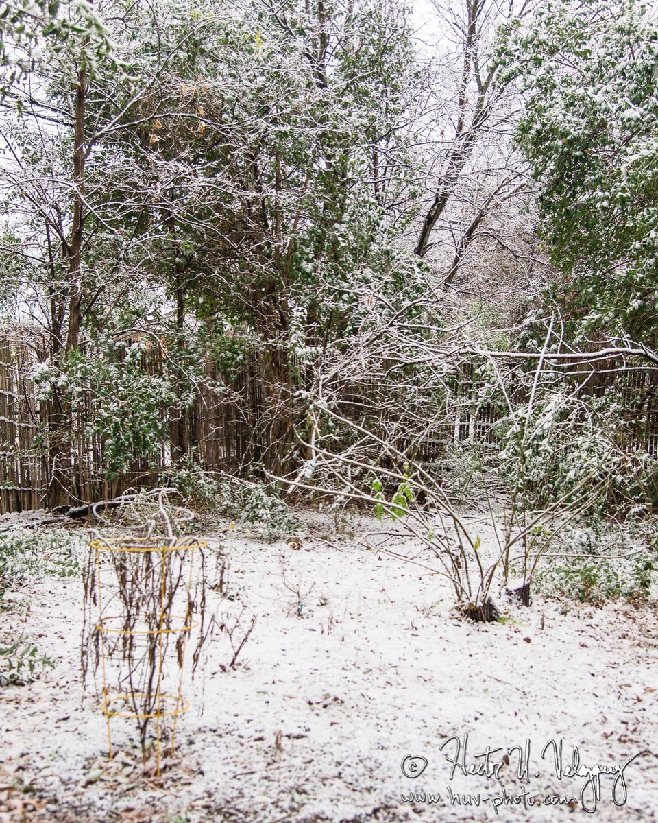 huv_photo's tweet photo. It does snow in Texas! I was able to get some nice photos right outside my house. 🌨❄️
•
•
•
•
•
•
#picoftheday #fortworth #fortworthtx #fortworthphotographer #visitfortworth #visitdfw #fwlocals #snow #snowing #snowintexas #ipulledoverforthis #getoutside #nikon #nikond750 https://t.co/y961iSNJmn