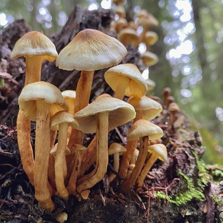 NP_Geek's tweet photo. 🍄🍄
••••
Thanks to Heather @potersnak for the Olympic NP details.
•
@olympic_nps #olympicpeninsula #explorewashington #optoutside @explorewashstate #pnwonderland #upperleftusa #wanderwashington #cascadiaexplored #pnw #westcoastbestcoast #mushro… https://t.co/WsZcoFt2W9 https://t.co/UeI4gyTUwl