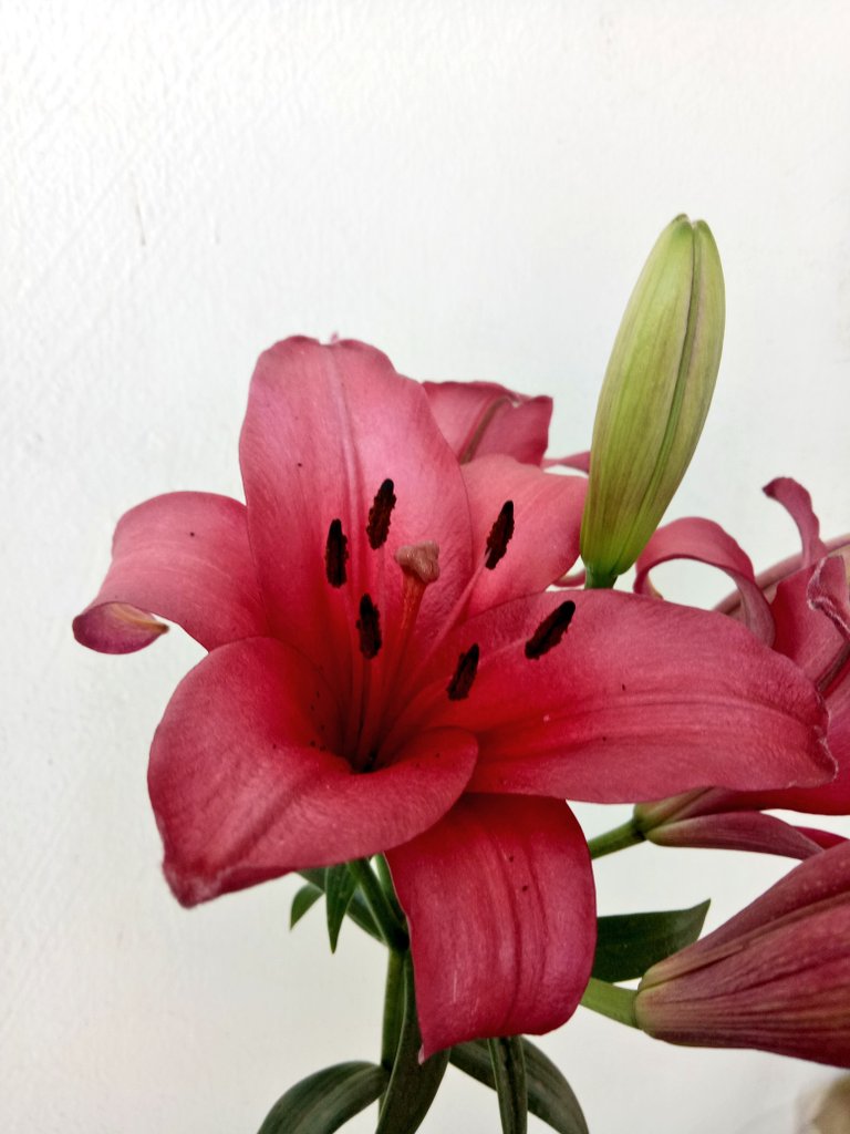 desiTraveler's tweet photo. Balcony may Bahar hai....phoolon ka tyohar hai...(poem toh bekar hai but flower ka uphar hai..)..Ignore the tukbandee focus on #asiaticlily blooms..ok...there is a life lesson in this tweet #FlowerReport #sstphone https://t.co/a7TSZdCvXS