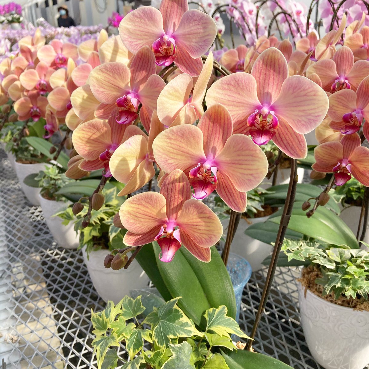 胡蝶蘭専門農園 Iファーマーらんぼ 大雪 荒天による被害が出ていますが皆様無事にお過ごしでしょうか どうぞ無理せず安全第一で こちらは現在2本立ち観葉寄せで販売中の サンセットドリーム 寒い季節だからこそこんな南国っぽい花色に元気づけ