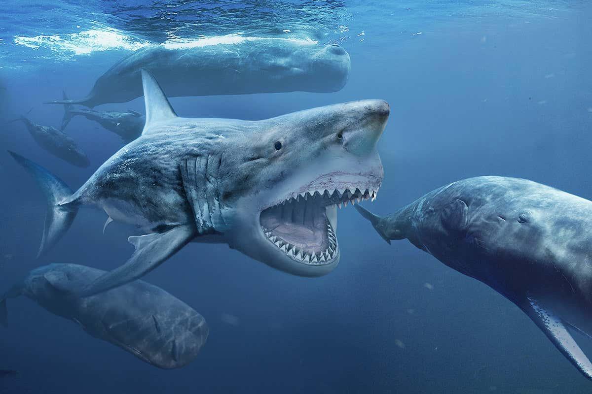 newscientist's tweet photo. Megalodon sharks grew 2 metres long in the uterus by eating eggs https://t.co/ZoOafUReyf https://t.co/MEDHUi0rTM