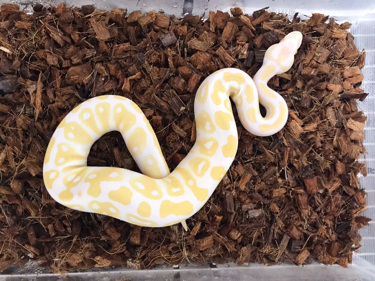 T メンテついでに模様替え チップ映えるなやっぱり 特にアルビノが神映え ちょっとまこれで行こw 爬虫類 バークチップ 蛇飼育 ボールパイソン コーンスネーク カーペットパイソン