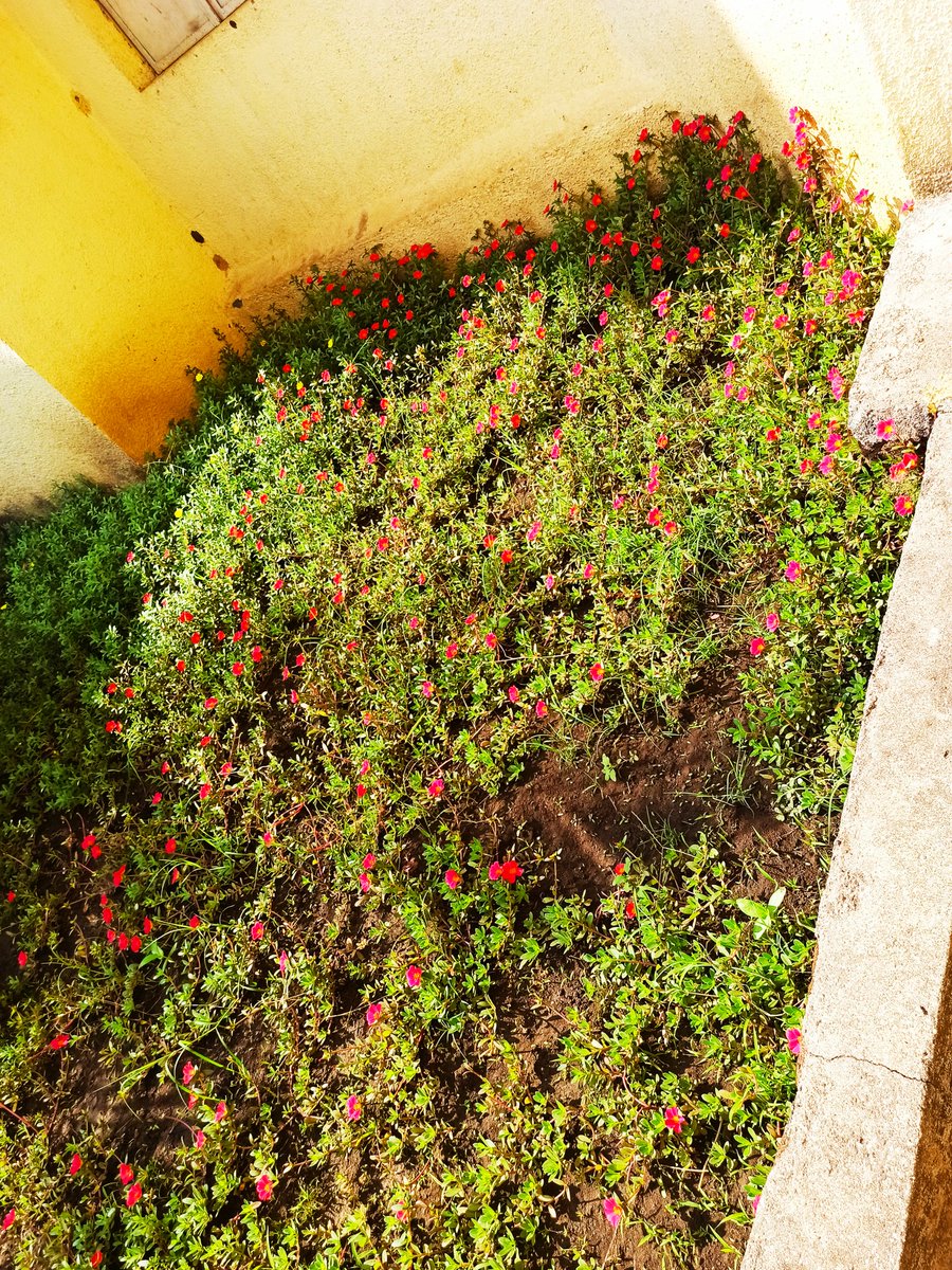 Beauty of my school..p.s.kimdungra