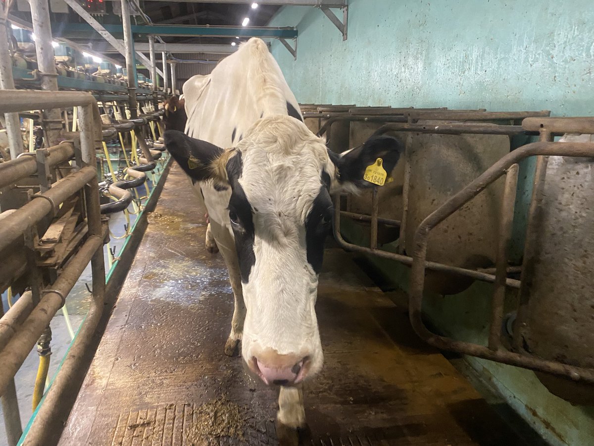 FarmersOfTheUK's tweet image. Great morning so far! 
Spot walked in to the parlour to the sounds of #BrownEyedGirl and walked out to #SimplyTheBest 
#TooProud 🥛 🐄 😍 📻 🎶