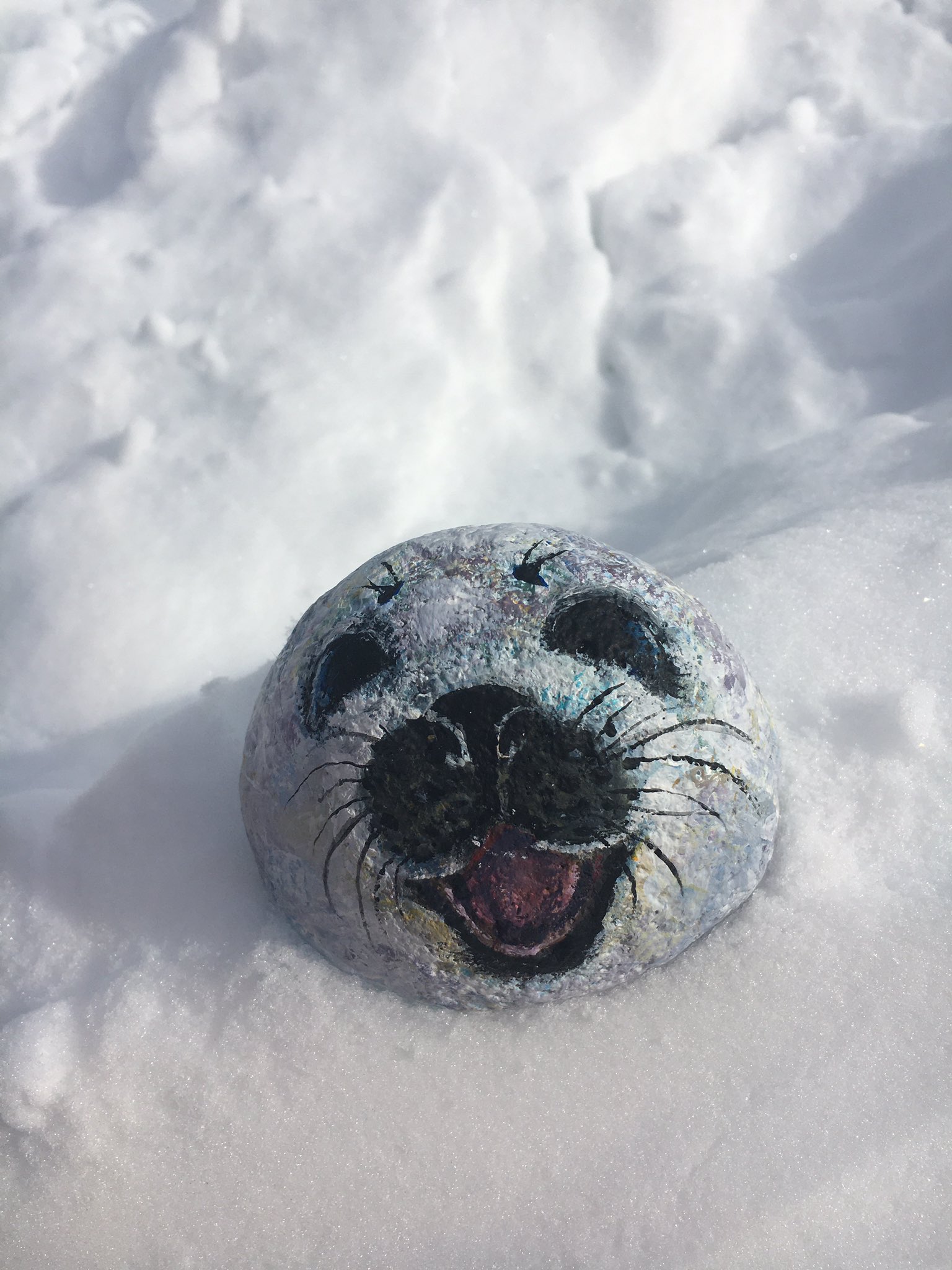 アザラシ 色んな角度の日和ちゃん🦭☀ からの皆さん大好きなぎゅーーー