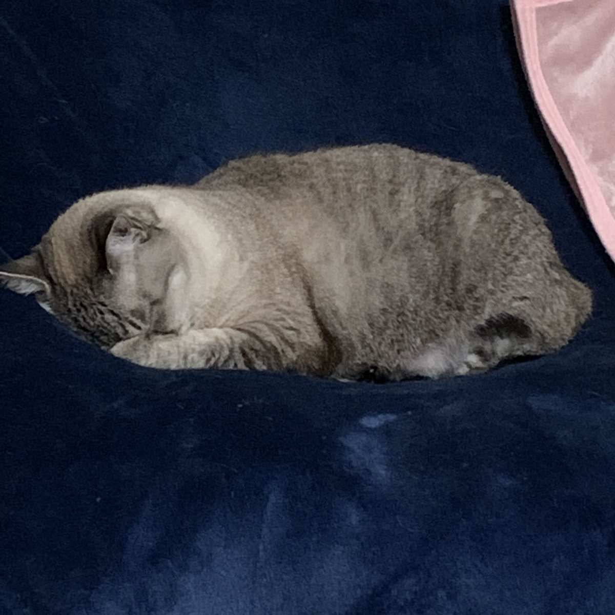 chibanodaijinn's tweet photo. 眠い💤眠い💤なうちの猫さん。朝、ストーブがついているので、ストーブ前バスケットでカリカリタイムを待つのだか、その後ゆっくり毛繕いするのはソファーの毛布の上。丁寧に顔を洗って、届く範囲は毛並みを舐めて揃える。それが済んだら、そのまま眠るか、毛布の中に潜って眠る。お腹が空く迄。 https://t.co/GPCRuvJDiF