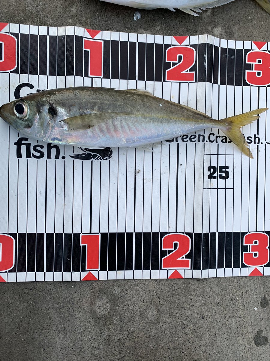 Ryusei 尺アジー 1匹だけど価値ある1本 アジング 尺アジ ライトゲーム Xesta アジングニードル ダイバーダウンex 伊豆 下田