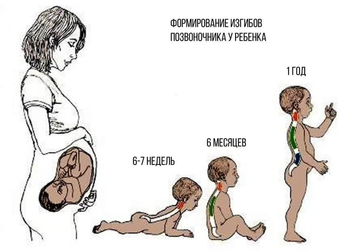 Изгибы позвоночника у детей. Формирование изгибов позвоночника. Формирование позвоночника у детей. Формирование физиологических изгибов.