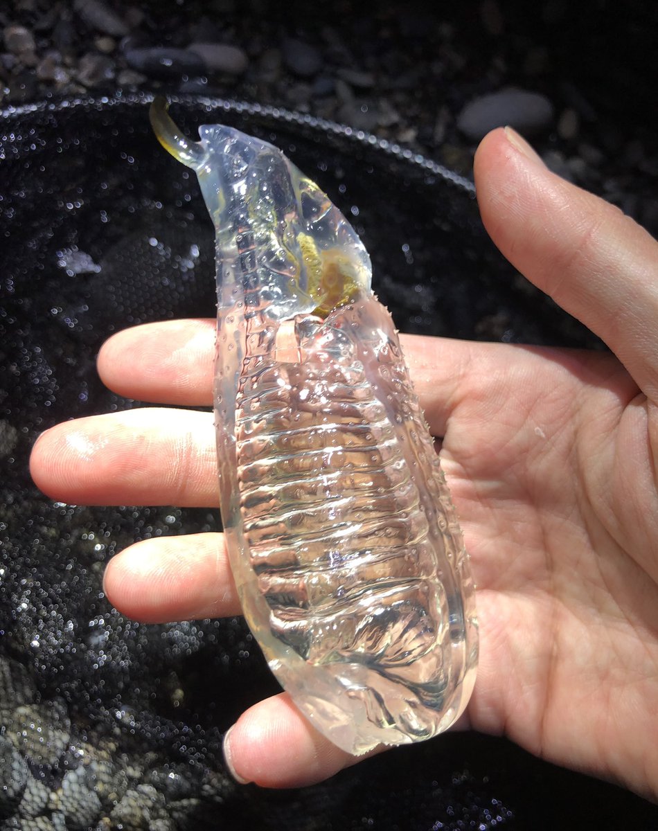 かとたく オオサルパは尾索動物亜門に属するホヤの仲間で植物プランクトンを餌とする動物プランクトンです 植物プランクトンは二酸化炭素を体内に取り込むためそれを食べるサルパは糞や死骸となることで炭素を海底へと運搬し 生物ポンプの役割を担ってい