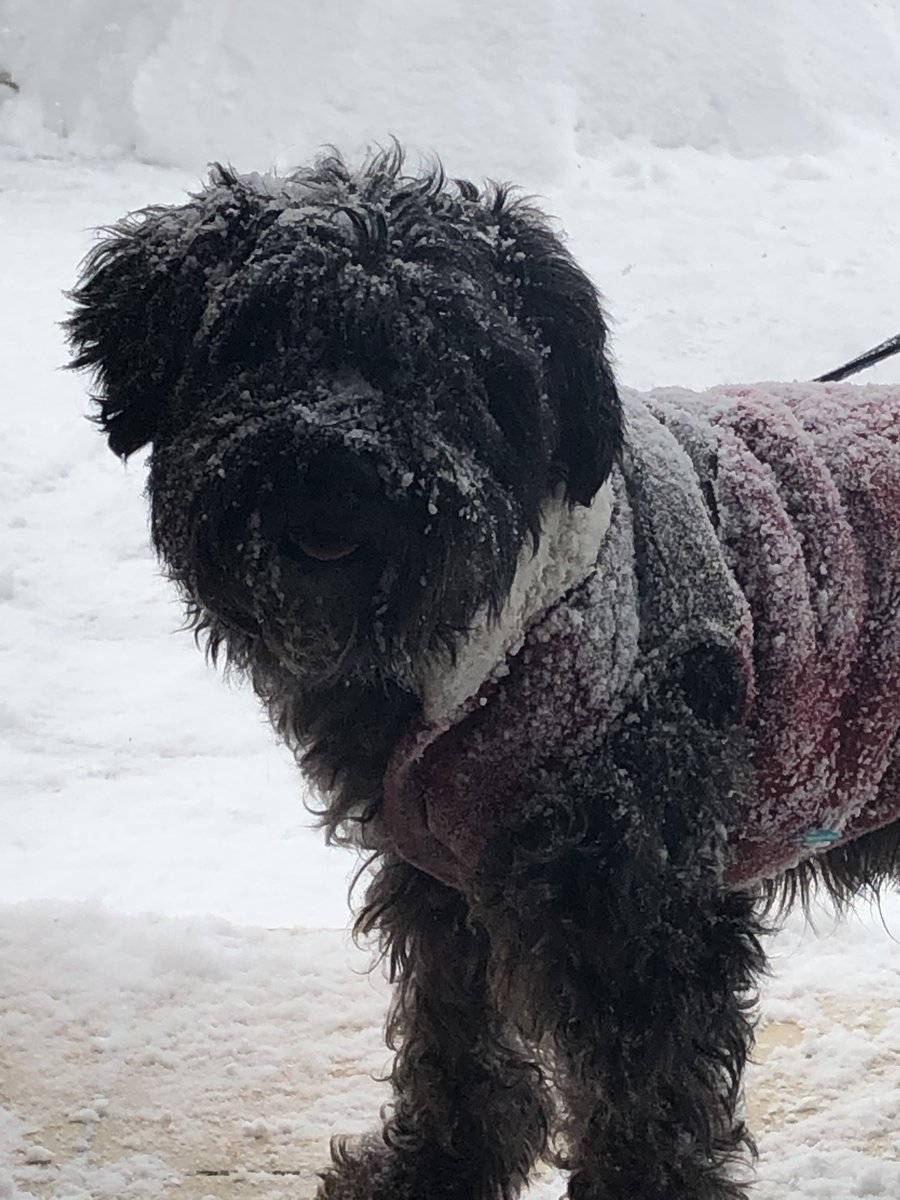 Uzivatel ｆｍいるか 80 7mhz Na Twitteru 函館も連日の雪ですね 我が家の犬は吹雪の一番強い時に散歩に行っていました Daytimeradioは13時から 新成人の皆様 家族の皆様 おめでとうございます Fmいるか