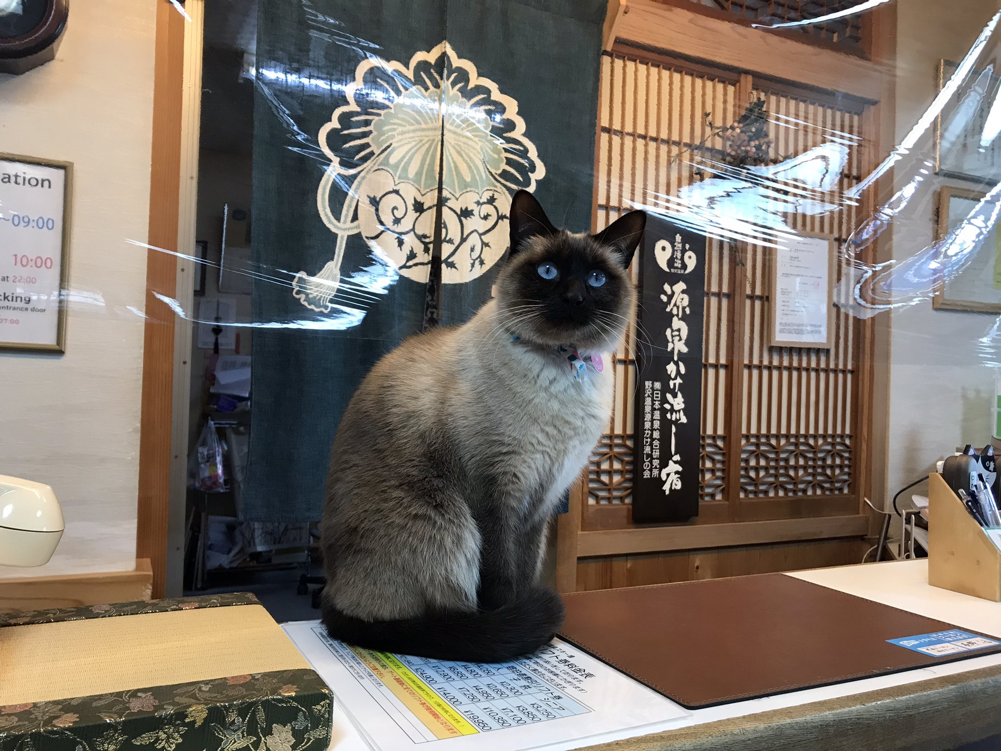 桐屋旅館 Kiriya Ryokan 私も看板ネコだにゃん スズと申します よろしくお願いします 野沢温泉 桐屋旅館 ねこ温泉 看板猫