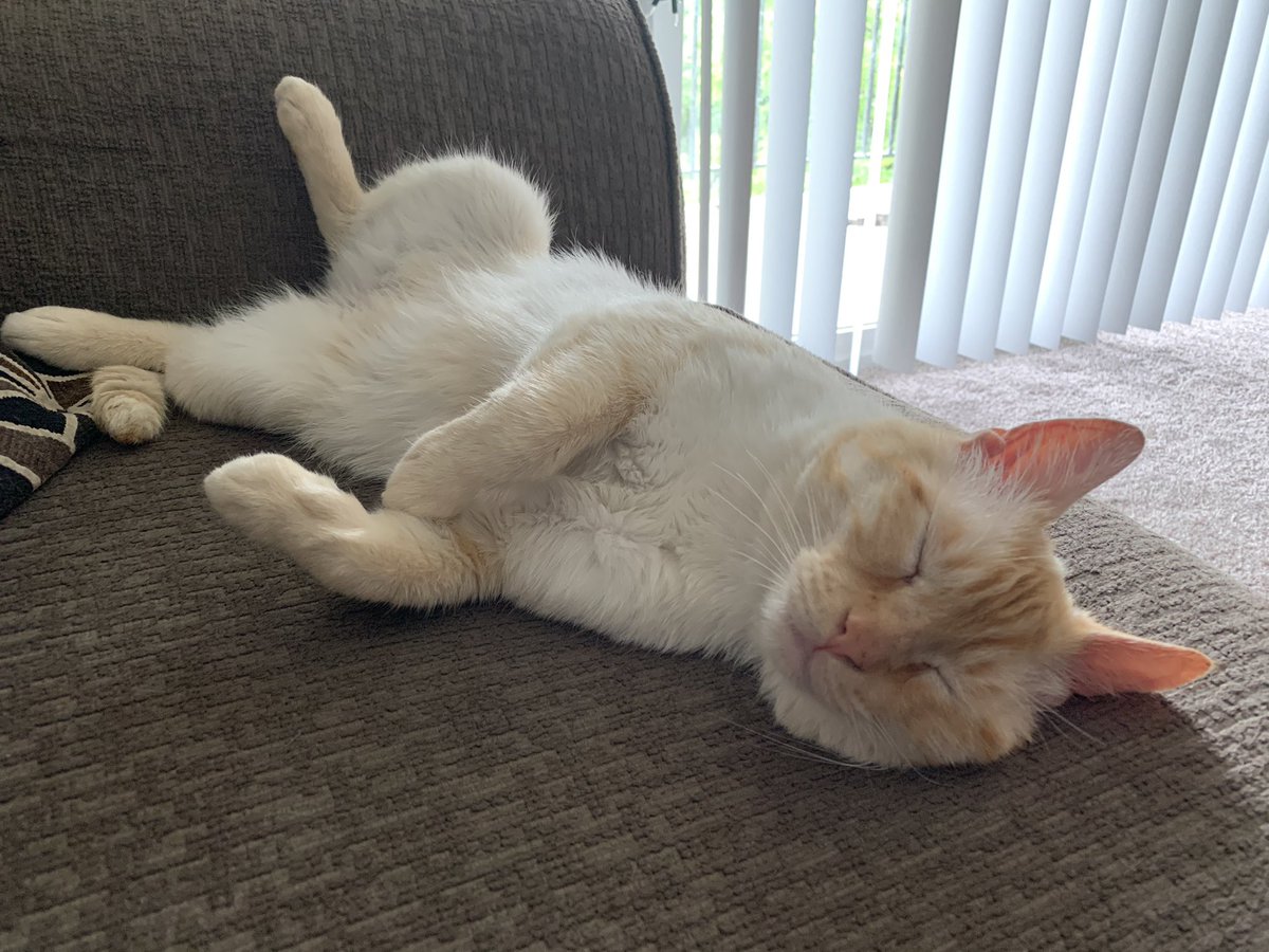 TheoTheGoodBoy's tweet photo. havin a lazy sunday 😸 https://t.co/Cvh0fnKoR4