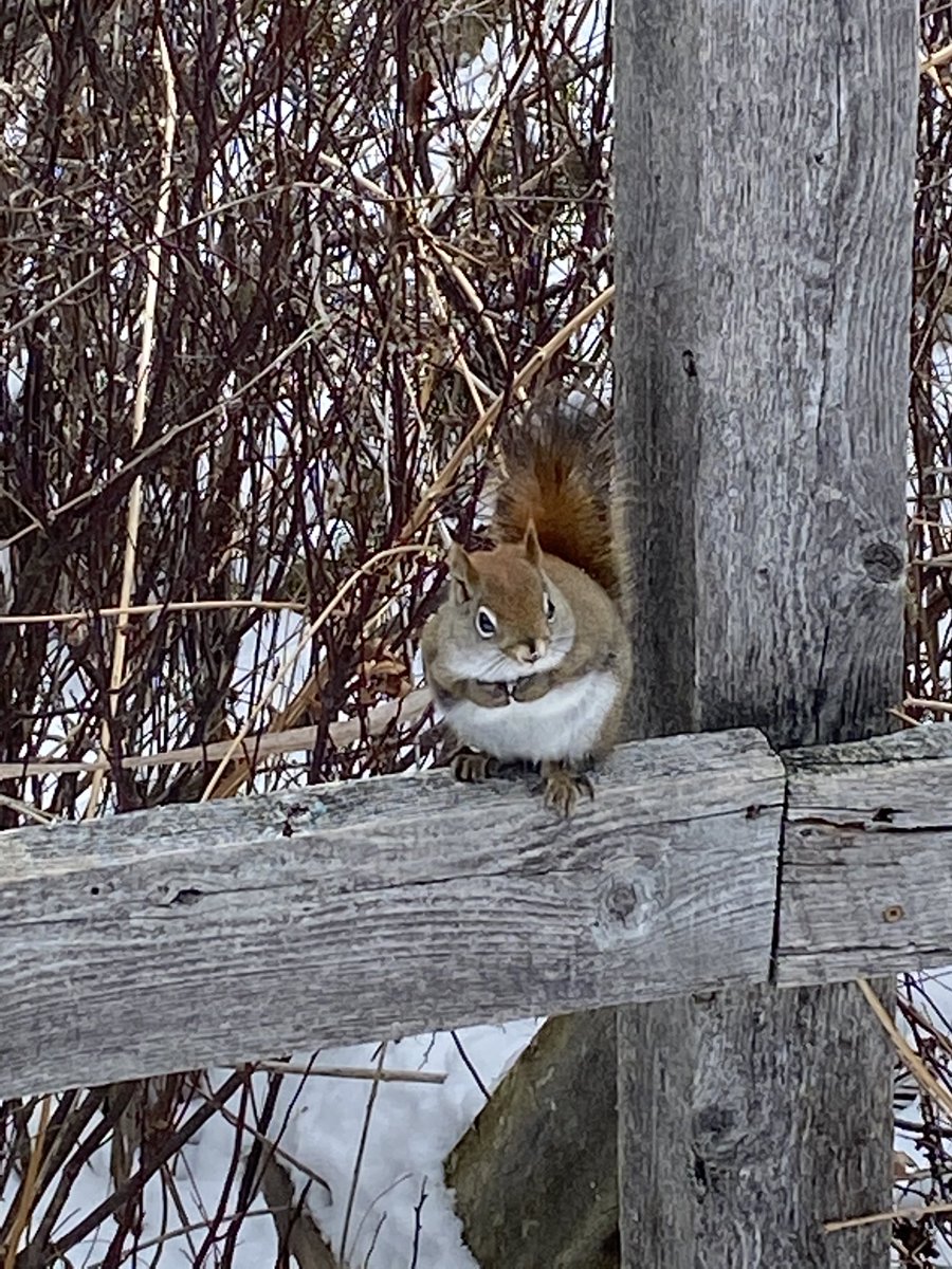 Took a walk in Ken Reid today to feed some birds!!! The squirrels are also well fed!!! #lockdownhike #everyonekeptdistsnce #kidneededtoburnsomeenergy #momanddadneedfreshair