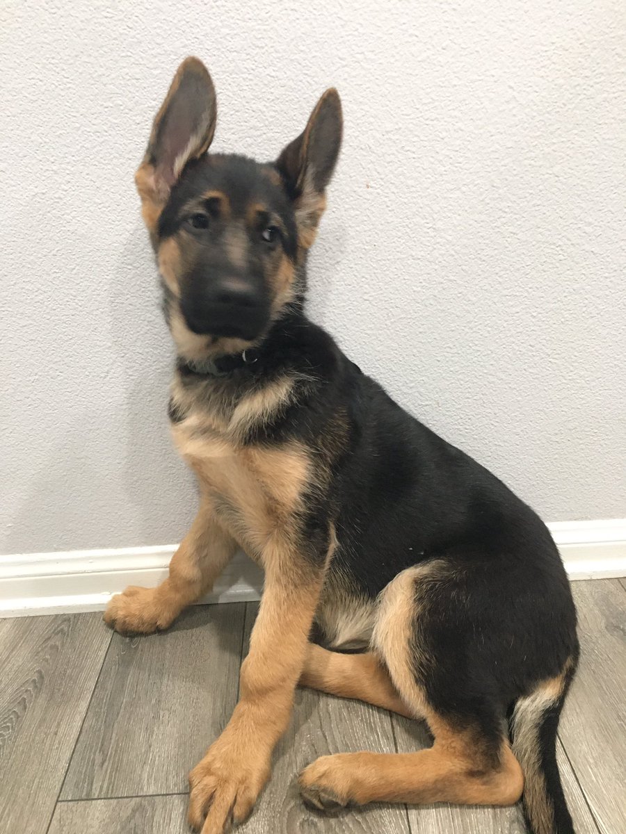 Mondo805's tweet photo. @nathanfletcher Service dog in training... https://t.co/FxXTicN3Pb
