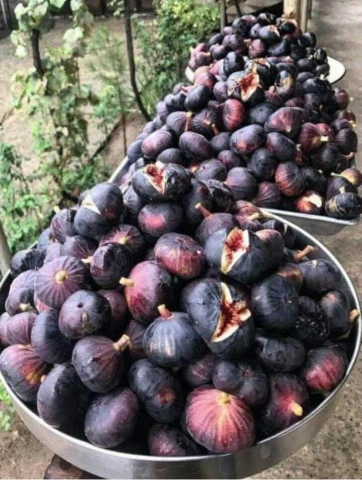 drsurendrpathak's tweet photo. Hello Sweet friends!!!
What do you call it in your language??? https://t.co/2aMsq5bQGz
