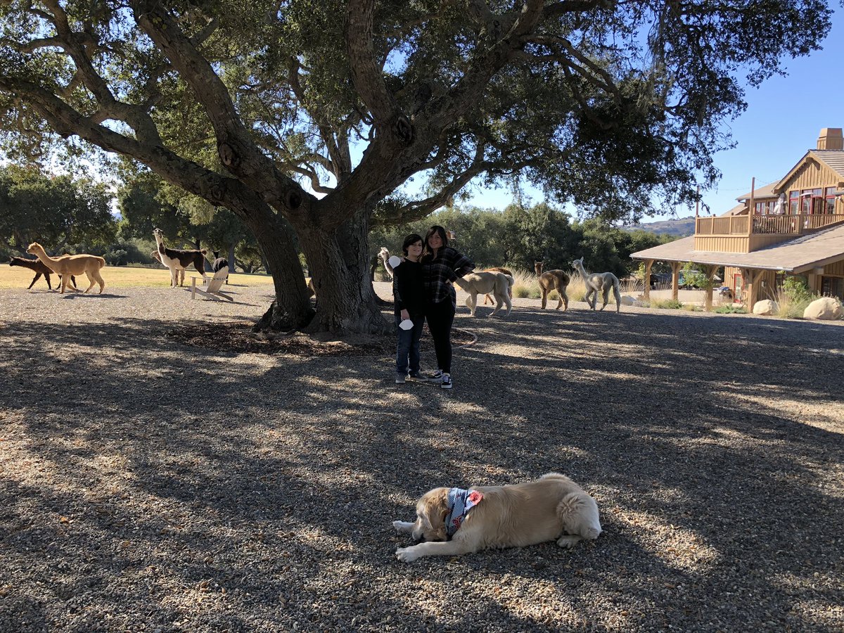 paigebolde's tweet photo. I had a great time at Zaca Creek Ranch! I loved seeing all the animals, especially Walker the pig and all the alpacas &amp; llamas! https://t.co/CH4Sgr29ge