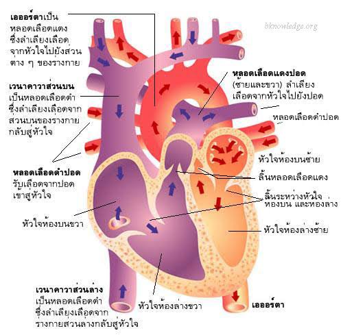 easybioKruFai's tweet photo. ชีวะมันจะมีบทที่ชอบออกรูป ดูทุกวัน 
แล้วอธิบายให้ตัวเองเข้าใจ เช่น
-ภาพรวมก.สังเคราะแสง ความสัมพันธ์ ผลิตภัณฑ์ที่ได้ 
-หัวใจ หลอดเลือด ลิ้น ทิศทาง
-วัฏจักรของแร่ธาตุต่างๆ ดฉพ.ไนโตรเจน
-หน่วยไต ตรงไหนทำไร กรอง/ดูด/ขับ 
ตรงไหนทำให้ฉี��เข้ม ฉี่เจือจาง 
#ชีวะครูฝ้าย #dek64 #TCAS64 https://t.co/DtHyml7wmF