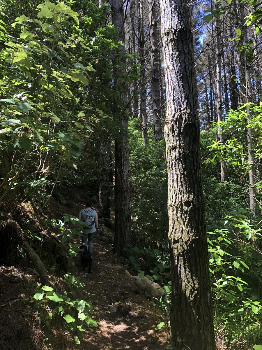 AshleighJane92's tweet photo. Today’s adventure 🌲🌳🍃
#wellington #wellingtonwalks #spicerforest #phdbreak https://t.co/igWyyWE4qc