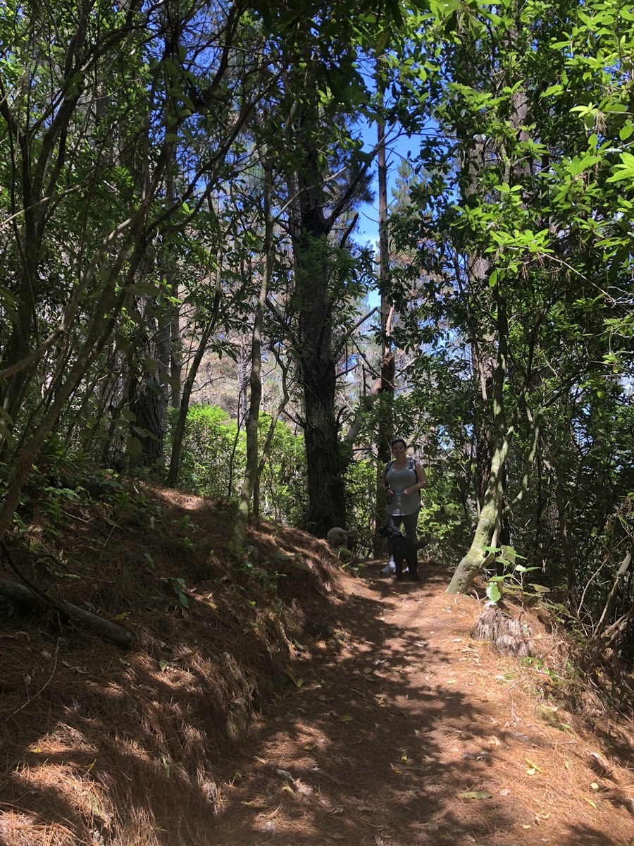AshleighJane92's tweet photo. Today’s adventure 🌲🌳🍃
#wellington #wellingtonwalks #spicerforest #phdbreak https://t.co/igWyyWE4qc