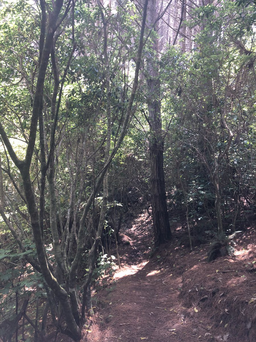 AshleighJane92's tweet photo. Today’s adventure 🌲🌳🍃
#wellington #wellingtonwalks #spicerforest #phdbreak https://t.co/igWyyWE4qc