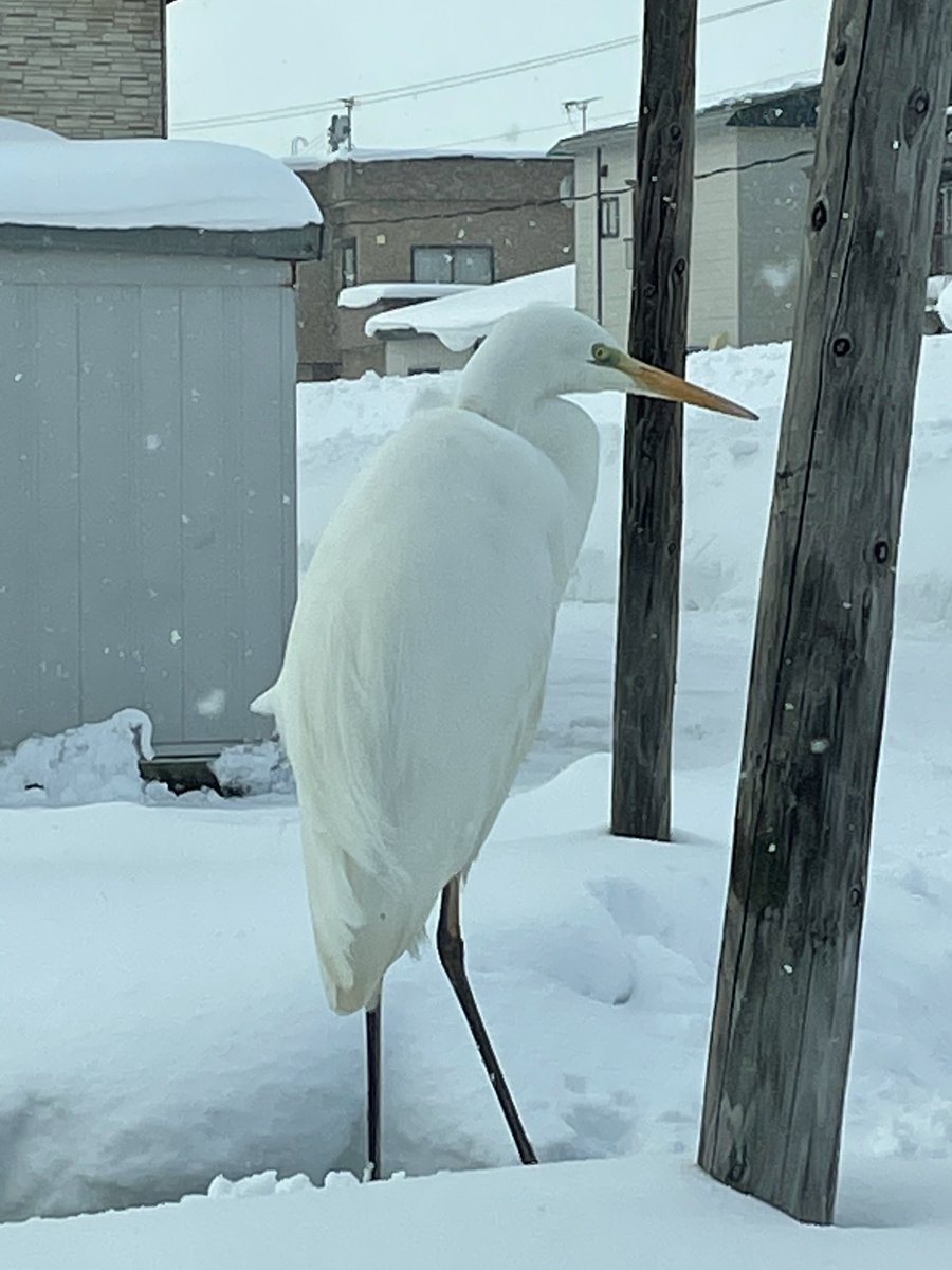 Ｔono( ´ ▽ ` )ﾉ tweet media