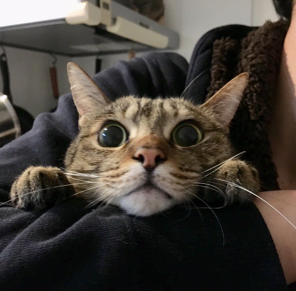 おめめクリクリ おめめクリクリ