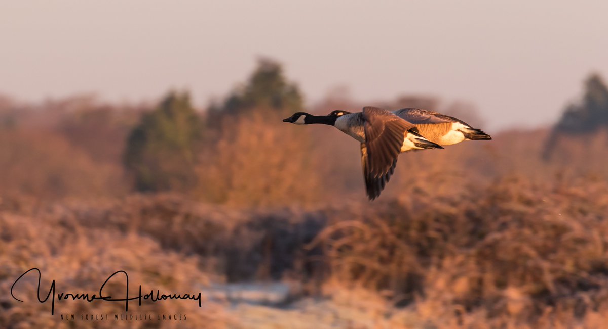 New Forest ponies and Canada Geese early in the morning
<a href="/Natures_Voice/">RSPB</a>

<a href="/BBCSpringwatch/">BBC Springwatch</a>

<a href="/BBCEarth/">BBC Earth</a>

<a href="/WildlifeTrusts/">The Wildlife Trusts</a>

@wildlife_uk

<a href="/CanonUKandIE/">Canon UK and Ireland</a>

 #TwitterNatureCommunity  
<a href="/natureslover_s/">Nature Lovers</a>

 #BBCWildlifePOTD #eosrp

<a href="/NewForestNPA/">New Forest NPA</a>