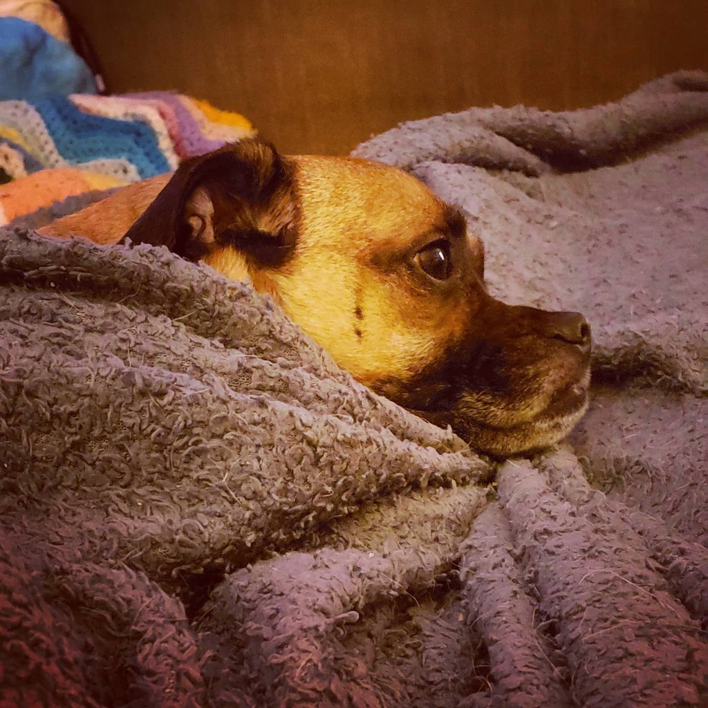 Jugbo's tweet photo. Poor baby. I'm such a mean dad for clipping his toenails. #jugsofinstagram #juglife #jugsjugsjugs #pug #jackrussell #mix #cipyd #jug #pugchat #yearofthedog @BuoyTheDog #dogfriday https://t.co/uRRpw3NrQi https://t.co/DBiGtycjf7