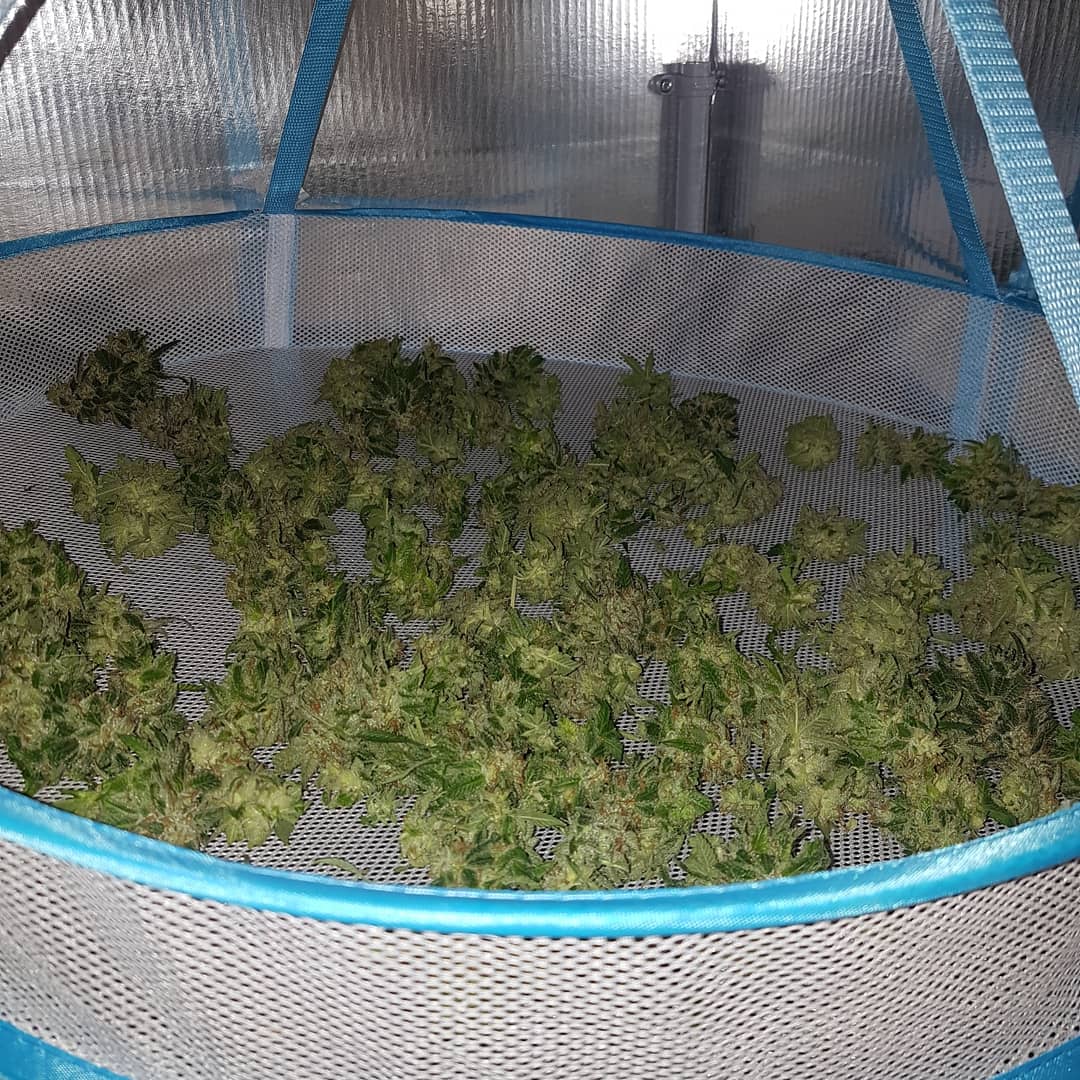Van_Lightning's tweet photo. #error404 chopped up and in the drying rack!

Excited to try it, plus I have a surprise coming soon.....!

#marijuanacommunity #marijuana #legalgrow #homegrown #plants #dank #cannabis #cannabiscommunity #weed #weedcommunity #dope #gamer #led #generalhydroponics #growcloset https://t.co/K0QtKLxEOp