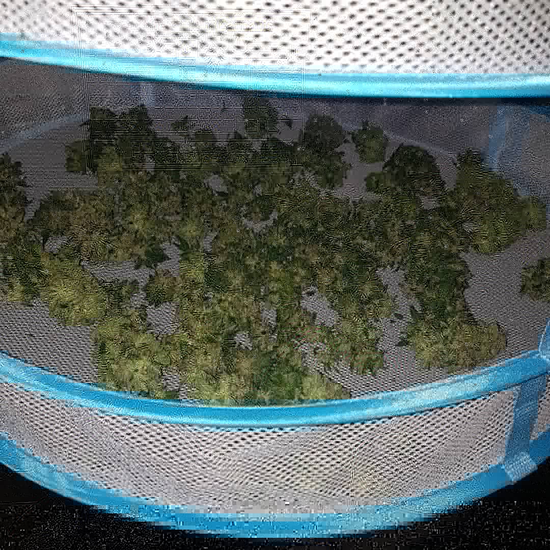 Van_Lightning's tweet photo. #error404 chopped up and in the drying rack!

Excited to try it, plus I have a surprise coming soon.....!

#marijuanacommunity #marijuana #legalgrow #homegrown #plants #dank #cannabis #cannabiscommunity #weed #weedcommunity #dope #gamer #led #generalhydroponics #growcloset https://t.co/K0QtKLxEOp