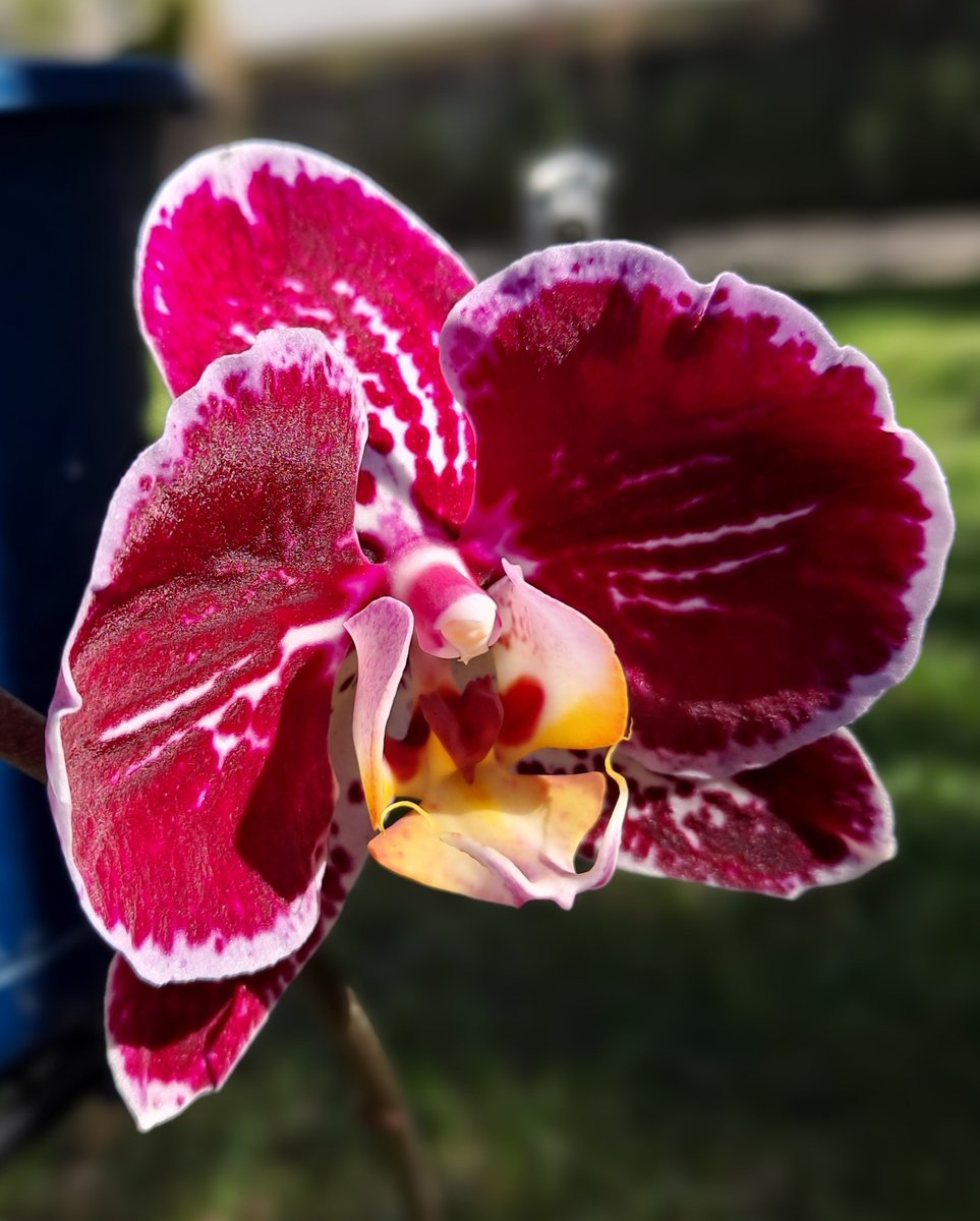 #goodmorning #everyoneisunique #Blessings #MondayMorning #love #orchids #Flowers #Beware  #MindTheGap 🙃
