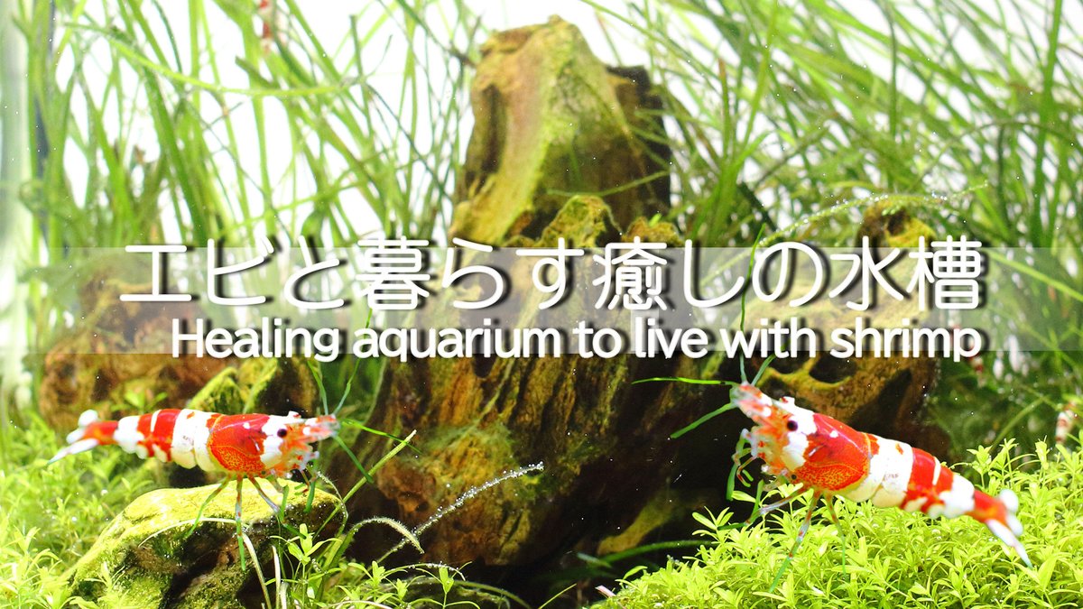 水草動画 今年もどうぞよろしくお願いいたします 今年最初の動画とブログはレッドビーシュリンプです 水草水槽での飼育の魅力を動画にしてみました T Co Ulbidgl7ny 飼育環境や水質データなどブログと合わせてお楽しみください T Co 水草動画 今年もどうぞよろしくお願いいたします 今年最初の動画とブログはレッドビーシュリンプです 水草水槽での飼育の魅力を動画にしてみました T Co Ulbidgl7ny 飼育環境や水質データなどブログと合わせてお楽しみください T Co