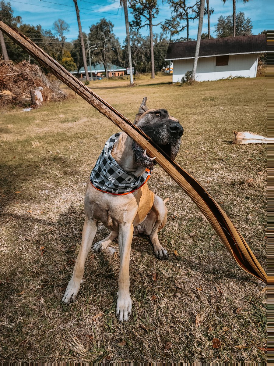 FergusGreatDane's tweet photo. #perfectstick πππ #westicktogether #treebones #branchmanagers #bigassstick
@dog_rates @dogcelebration https://t.co/NaGDqhn6cM