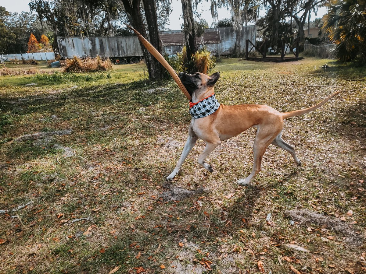 FergusGreatDane's tweet photo. #perfectstick πππ #westicktogether #treebones #branchmanagers #bigassstick
@dog_rates @dogcelebration https://t.co/NaGDqhn6cM