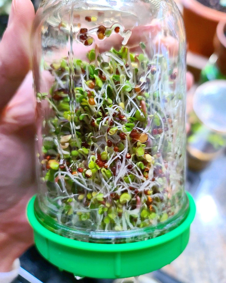 ChefBRouge's tweet photo. A jar full of new life.⠀
#Sprouts ⠀
.⠀
.⠀
.⠀
#SproutLife #Sprouted #ChefRouge #GlutenFreeVegan #VeganAF #PlantBasedChef #ChefLife #Chef #seattlechef #plantbasedfood #Vegan #VeganChef #PlantBased #VeganFood #VeganFoodie #VeganCooking #EatPlants #WhatVegansEat #GlutenFree https://t.co/o6DZCWo5SA