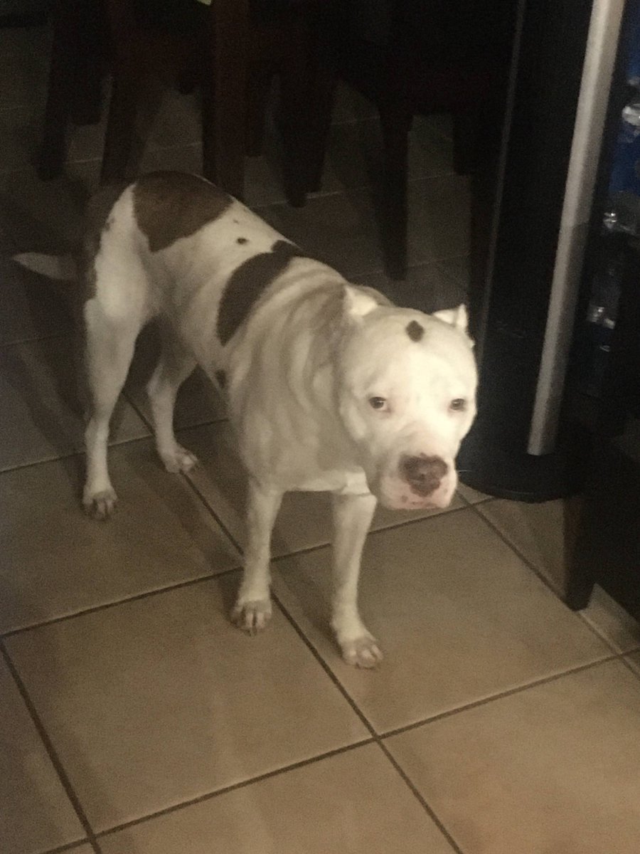 MetungKP's tweet photo. @MikeyBustos @appleboyrj  Here’s our house protector. He a 75 lbs Red Nose Pit Bull.  The sweetest and kindness pup you’ll ever meet - just don’t come at me with a weapon. He is trained to disarm an attacker. https://t.co/zQzVtWzzuA