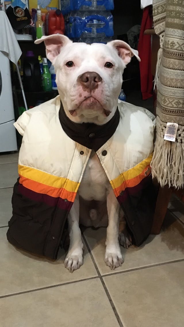 MetungKP's tweet photo. @MikeyBustos @appleboyrj  Here’s our house protector. He a 75 lbs Red Nose Pit Bull.  The sweetest and kindness pup you’ll ever meet - just don’t come at me with a weapon. He is trained to disarm an attacker. https://t.co/zQzVtWzzuA