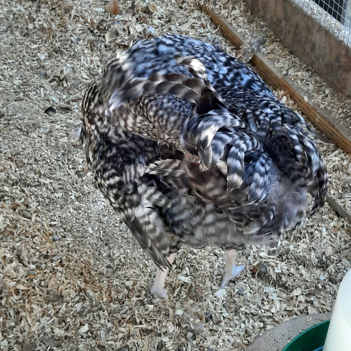 RuralRelatively's tweet photo. I present to you: The mobius chicken? Tribble chicken? Chicken ball?  This is my cockeral Joey grooming. Anyway, today was mostly a homework day,  so I didn't get much outside stuff done to post. Hence the chicken ball. 🤣🐓 Enjoy.
#chicken #silly #homestead https://t.co/l3WYogoyEL