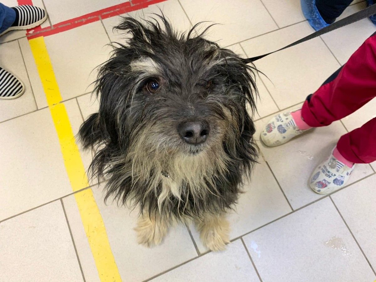 Тренер по парусному спорту из Твери ​​Иван Абросов спас провалившихся под лёд человека и собаку​ priderussia.ru/spasenie/trene…