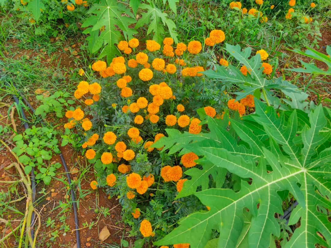 APZBNF's tweet photo. Meet our #NF #farmer,  Penchalaiah, resident of Adireddypalli village in Kadapa. His #papaya field with #Marigold and #tomato as #intercrops have come to a harvesting stage. 
@fao @Kadapagoap https://t.co/cNoDpjYY48