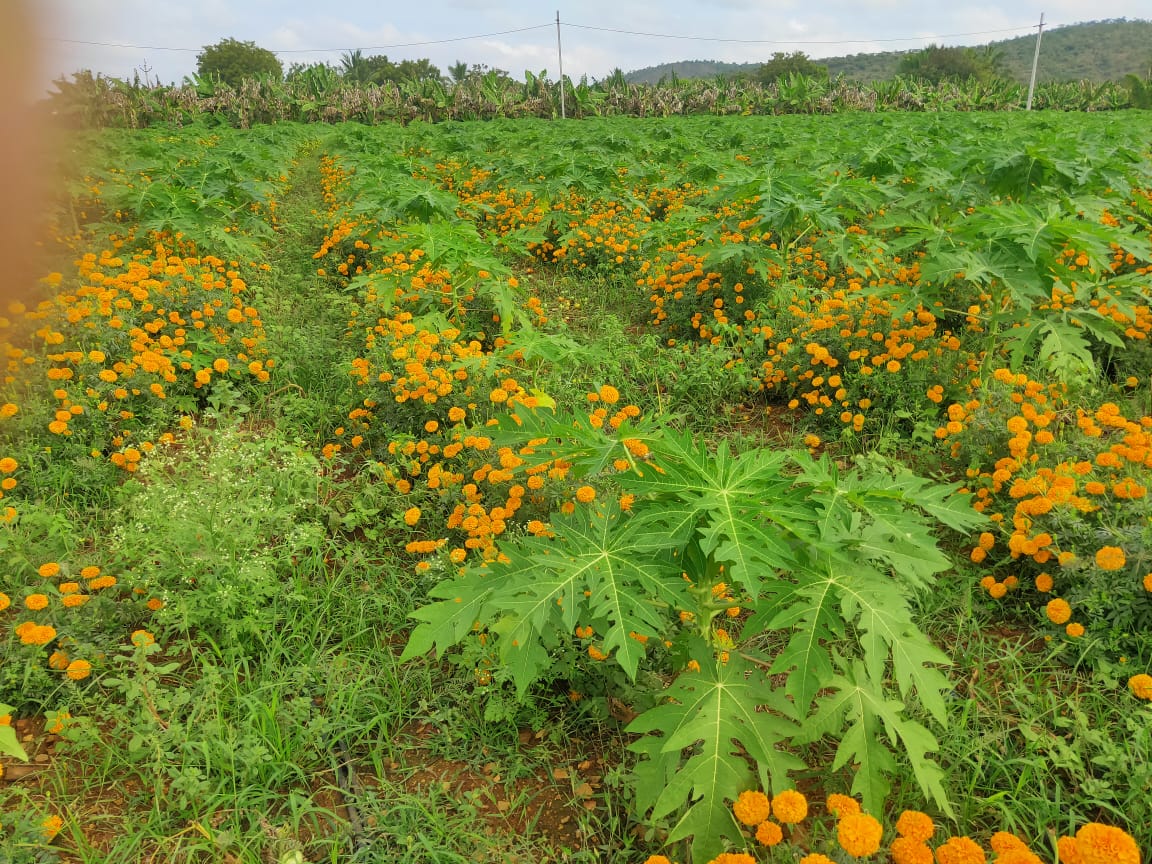 APZBNF's tweet photo. Meet our #NF #farmer,  Penchalaiah, resident of Adireddypalli village in Kadapa. His #papaya field with #Marigold and #tomato as #intercrops have come to a harvesting stage. 
@fao @Kadapagoap https://t.co/cNoDpjYY48